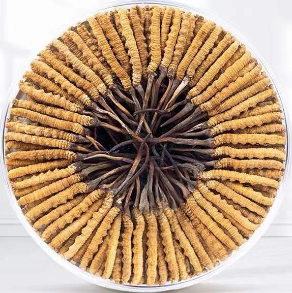 永德冬虫夏草回收